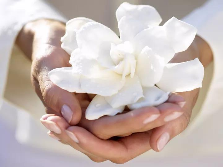 美容院基础护理 花觉FLOSENSE 品牌全新升级